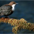 Wasseramsel auf der Sitzwarte