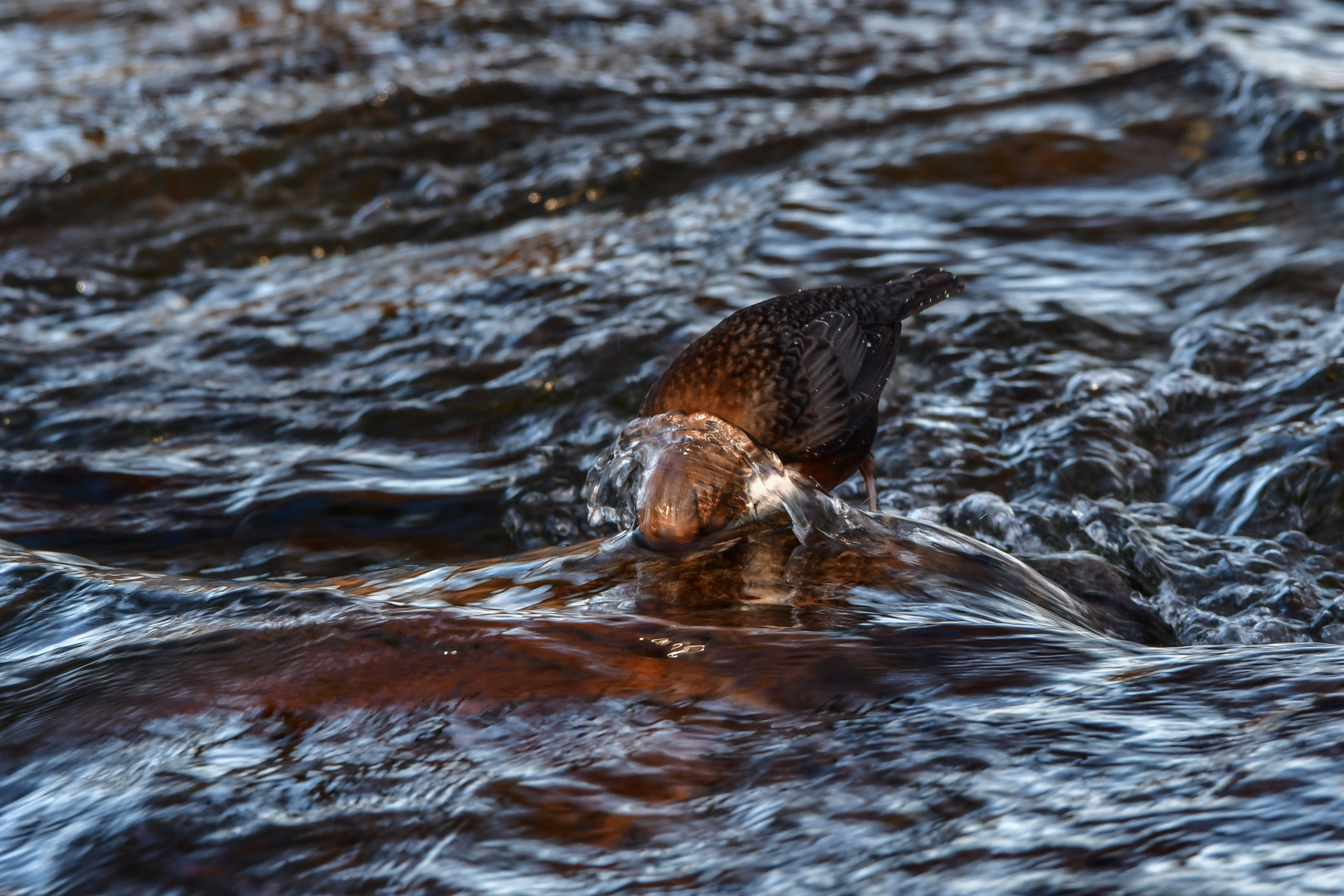 Wasseramsel auf der Suche nach Beute