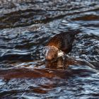 Wasseramsel auf der Suche nach Beute