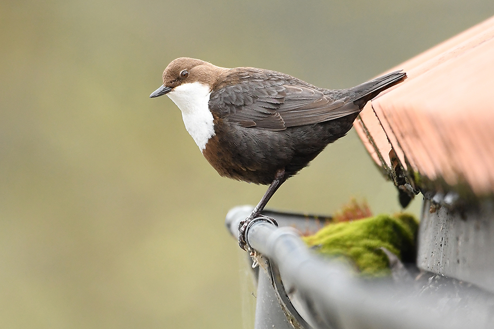 Wasseramsel auf die Dachrinne