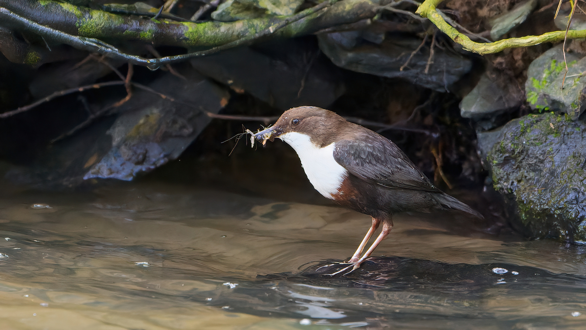 Wasseramsel auf Futtersuche