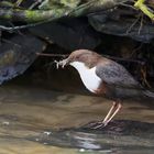 Wasseramsel auf Futtersuche