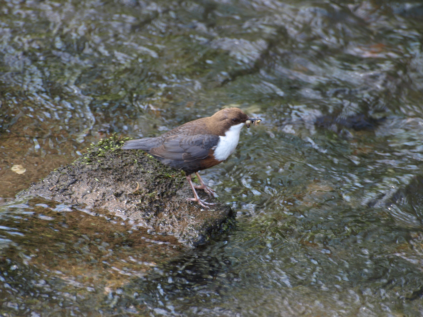 Wasseramsel auf Futtersuche