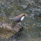 Wasseramsel auf Futtersuche