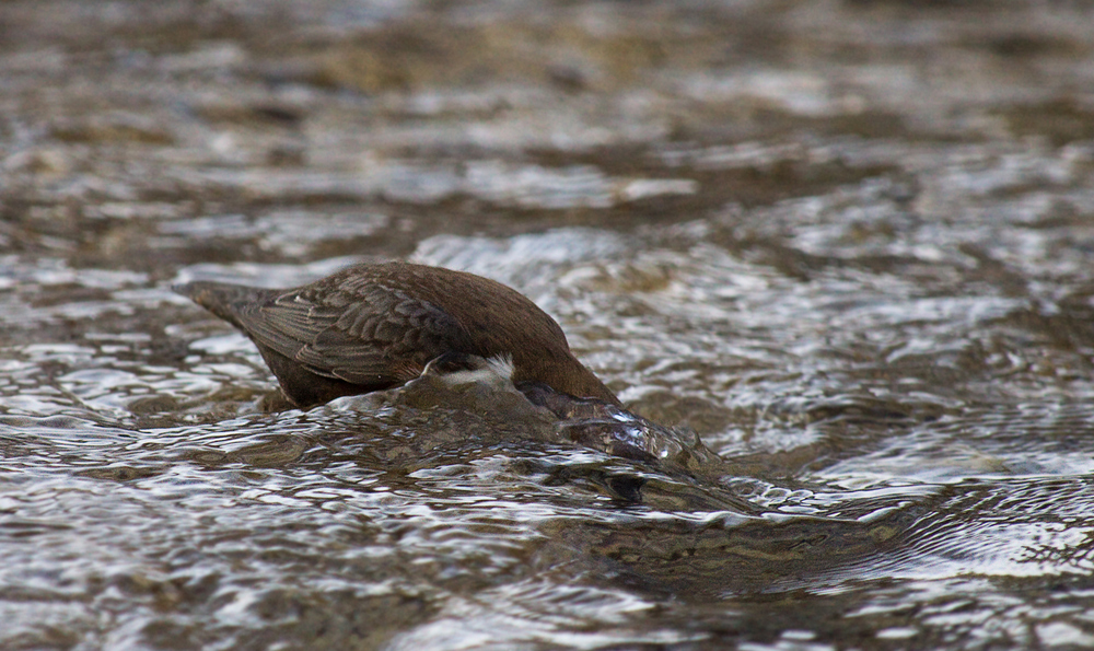 Wasseramsel auf Futtersuche