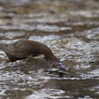 Wasseramsel auf Futtersuche