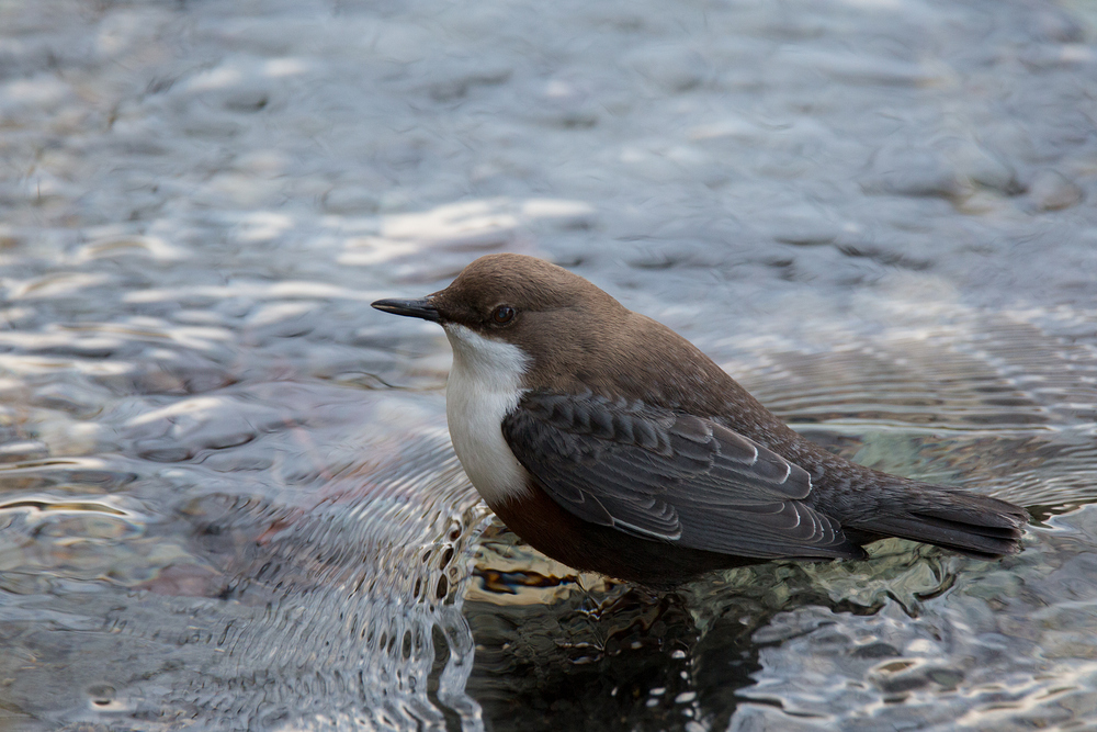 Wasseramsel auf Futtersuche - ganz frisch..:)