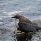 Wasseramsel auf Futtersuche - ganz frisch..:)