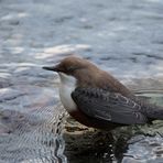 Wasseramsel auf Futtersuche - ganz frisch..:)