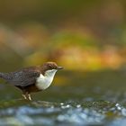 wasseramsel auf herbstlicher bühne