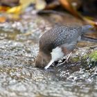 Wasseramsel auf Nahrungssuche...