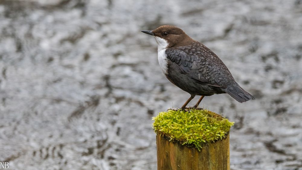 "Wasseramsel auf Pfahl 2022"