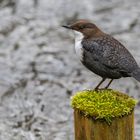 "Wasseramsel auf Pfahl 2022"