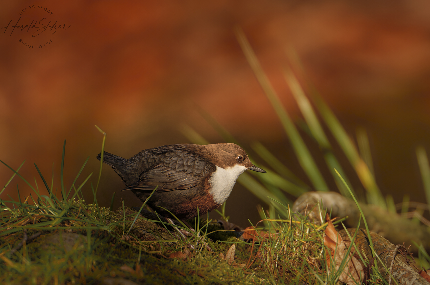 Wasseramsel auf Rot 