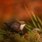 Wasseramsel auf Rot 