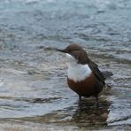 Wasseramsel - aufmerksam wie immer....