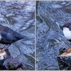 Wasseramsel Augenaufschlag