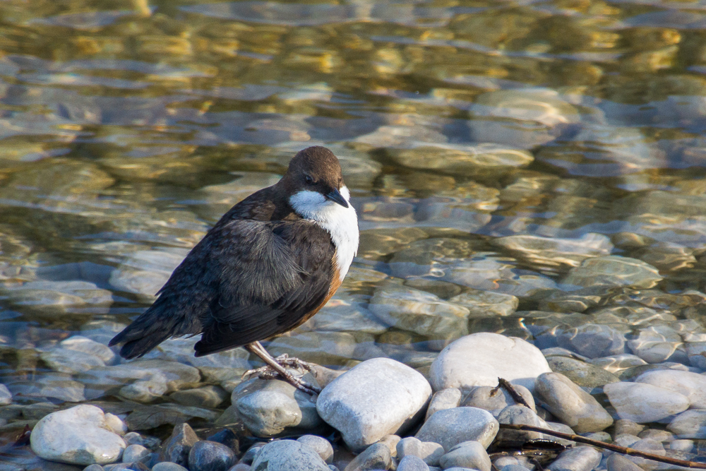 Wasseramsel, ausnahmsweise zutraulich