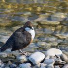 Wasseramsel, ausnahmsweise zutraulich