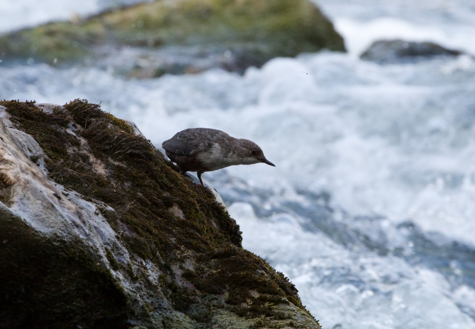 Wasseramsel