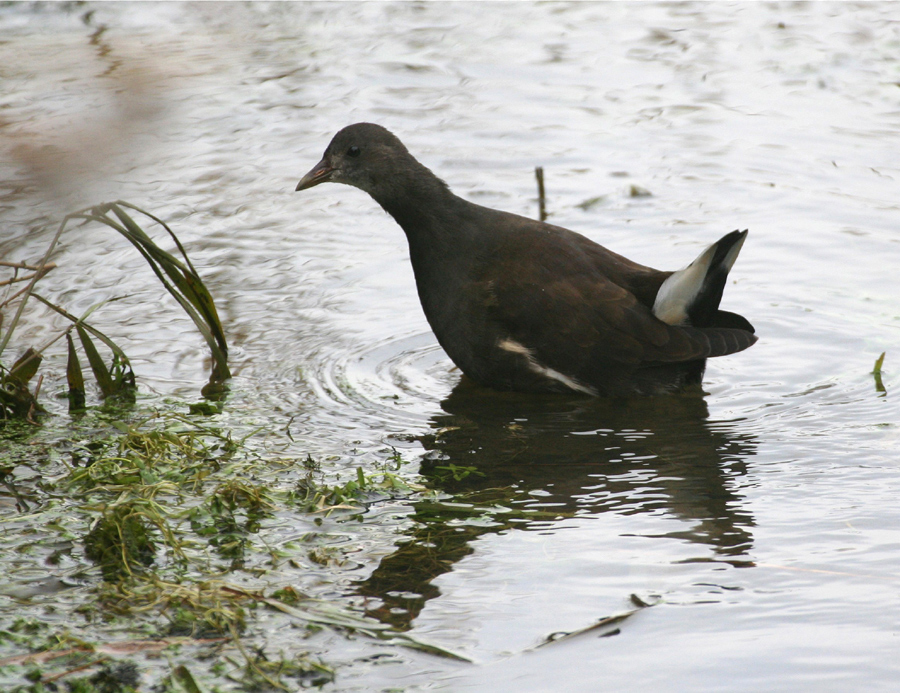 "Wasseramsel"