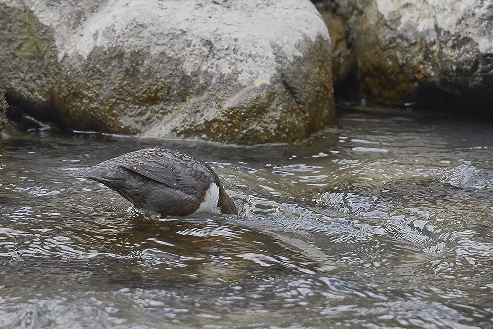 Wasseramsel