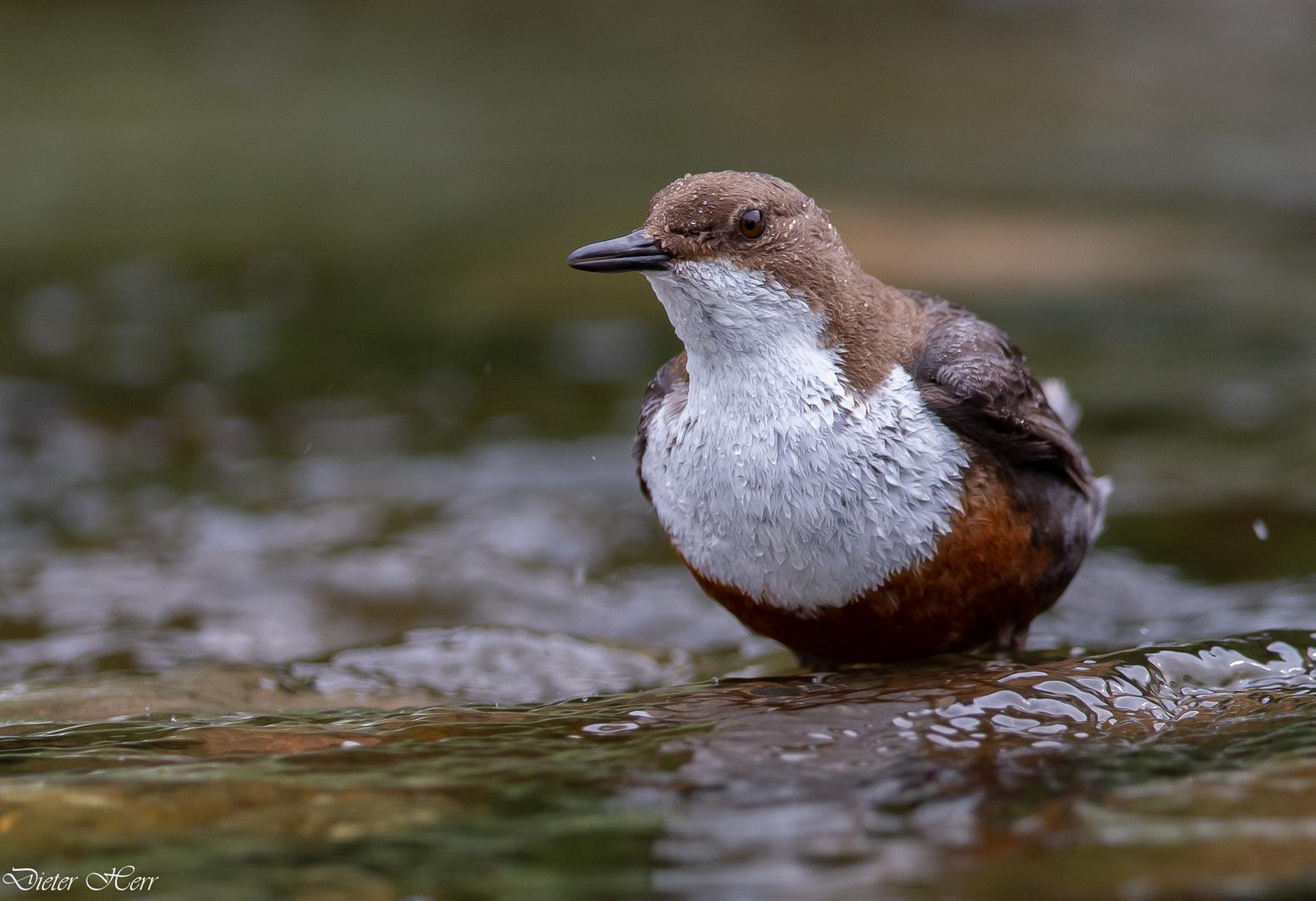 Wasseramsel