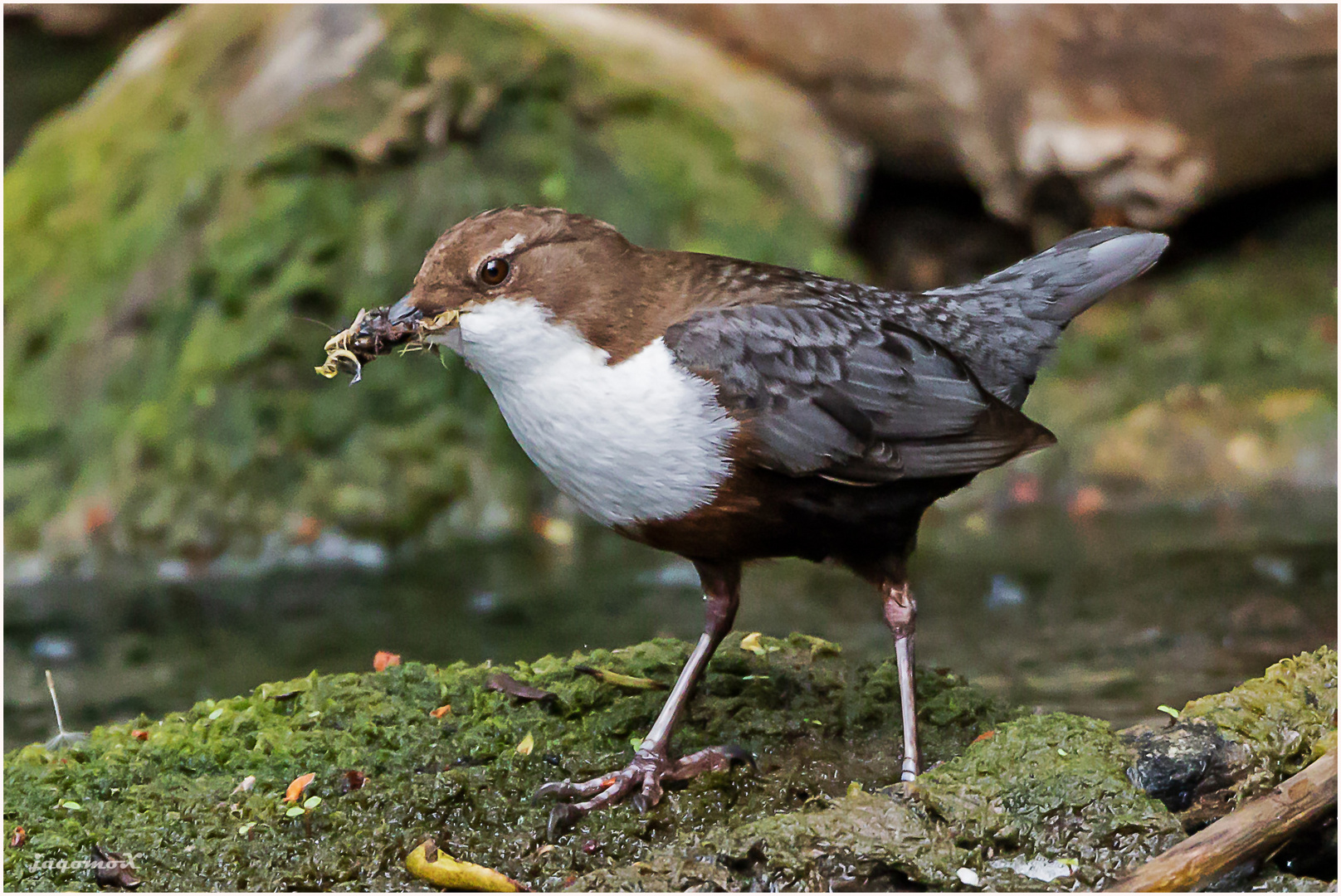 Wasseramsel