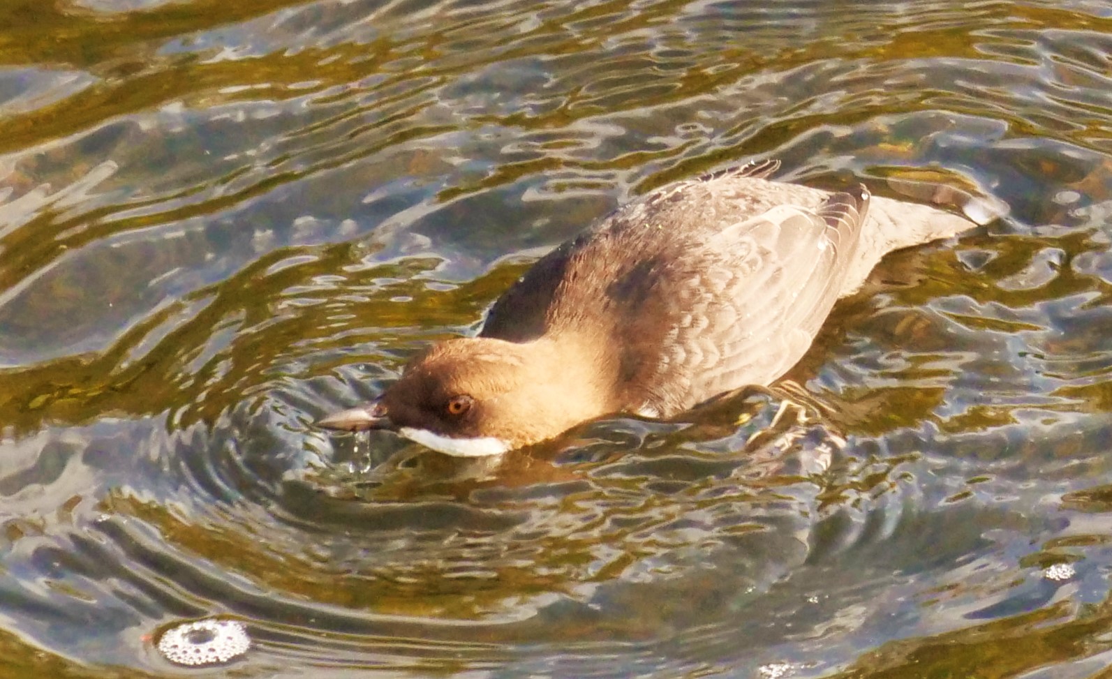 Wasseramsel 