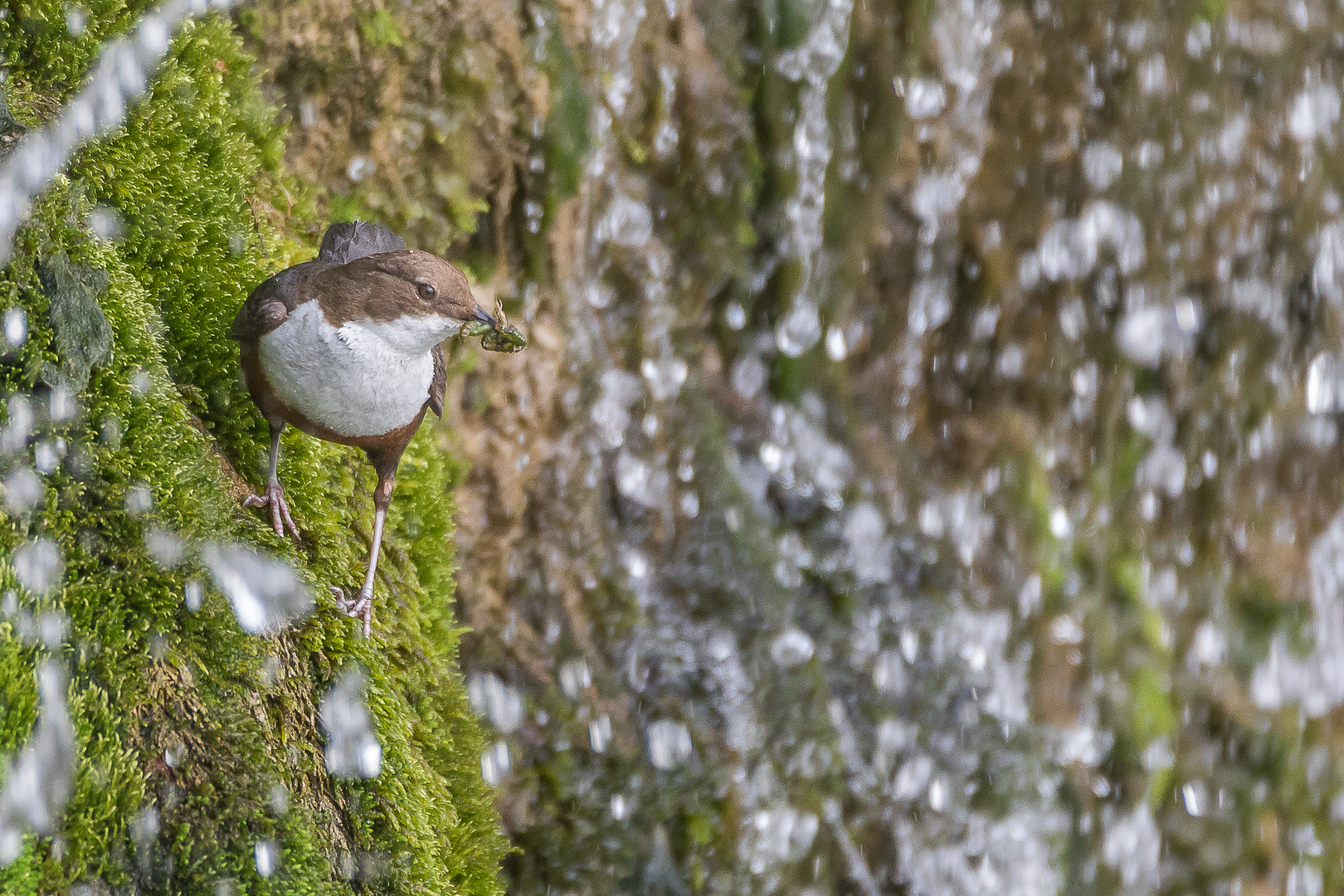 Wasseramsel