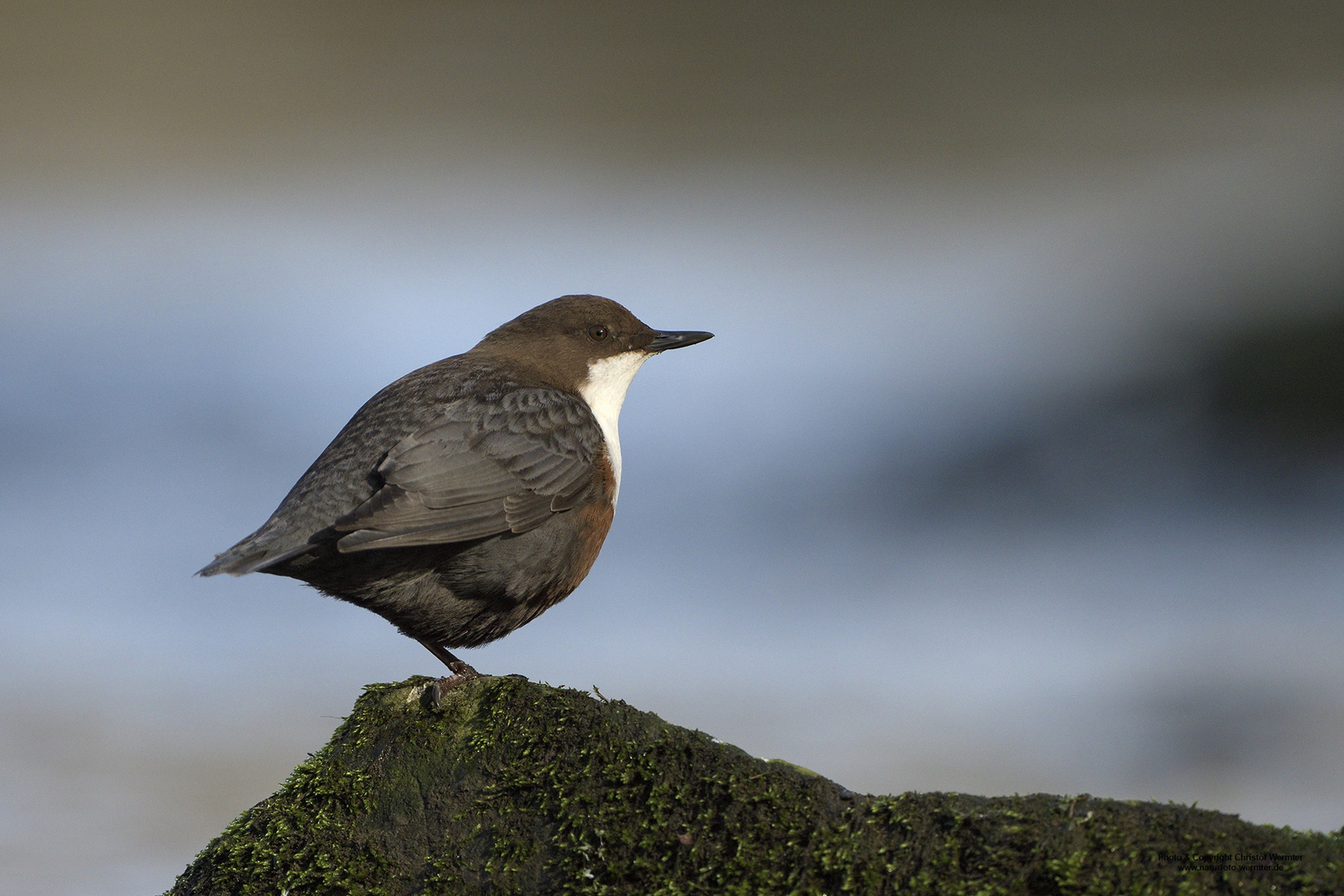 Wasseramsel