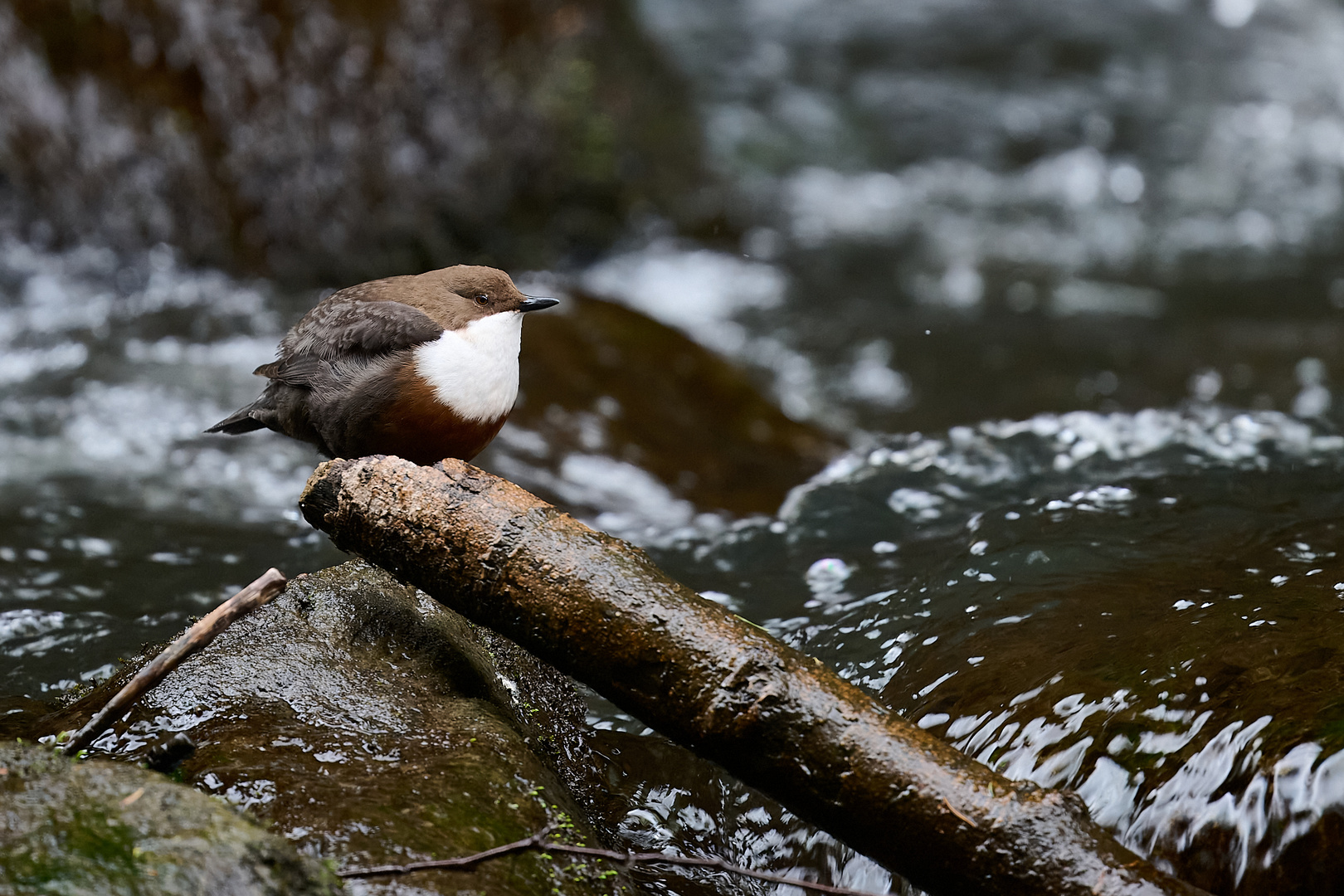 Wasseramsel