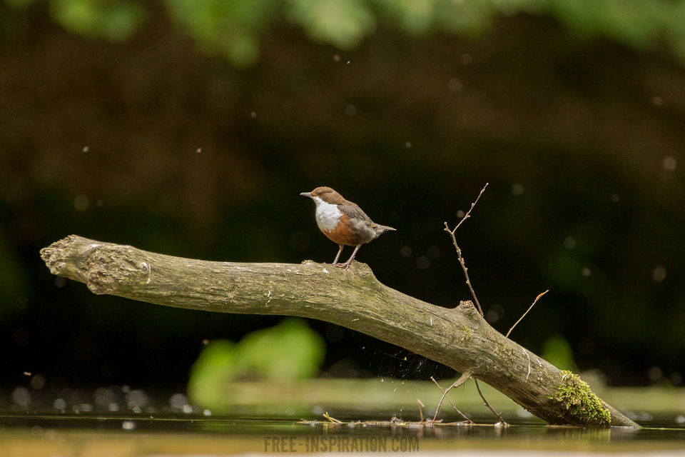 Wasseramsel