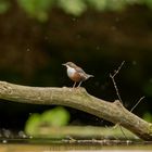 Wasseramsel