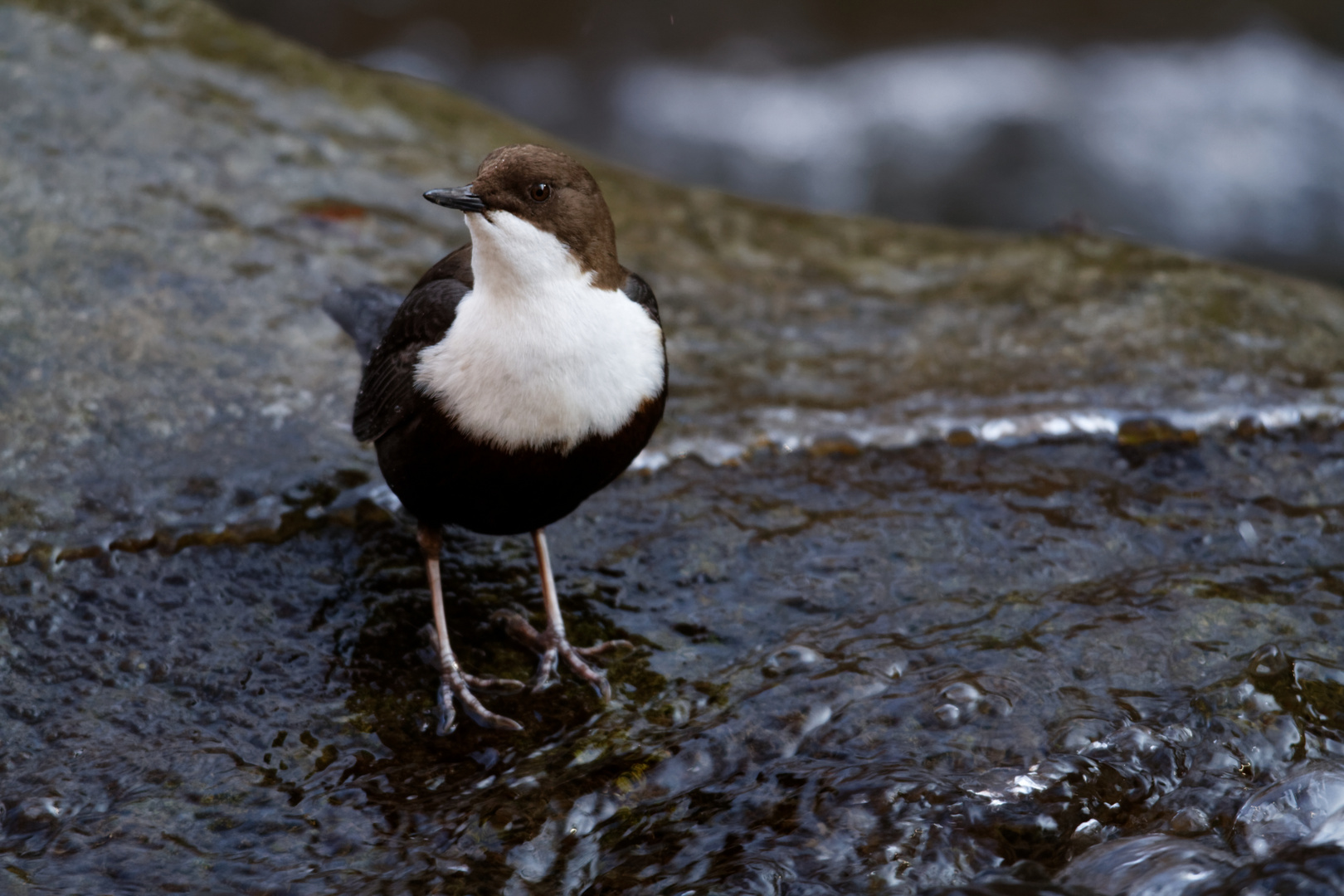 Wasseramsel