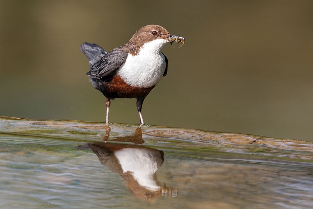 Wasseramsel