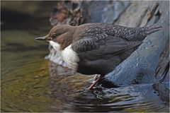 Wasseramsel