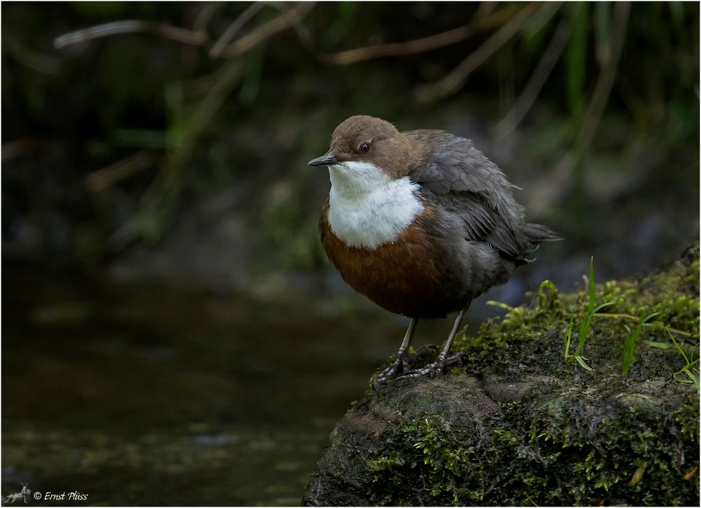 Wasseramsel