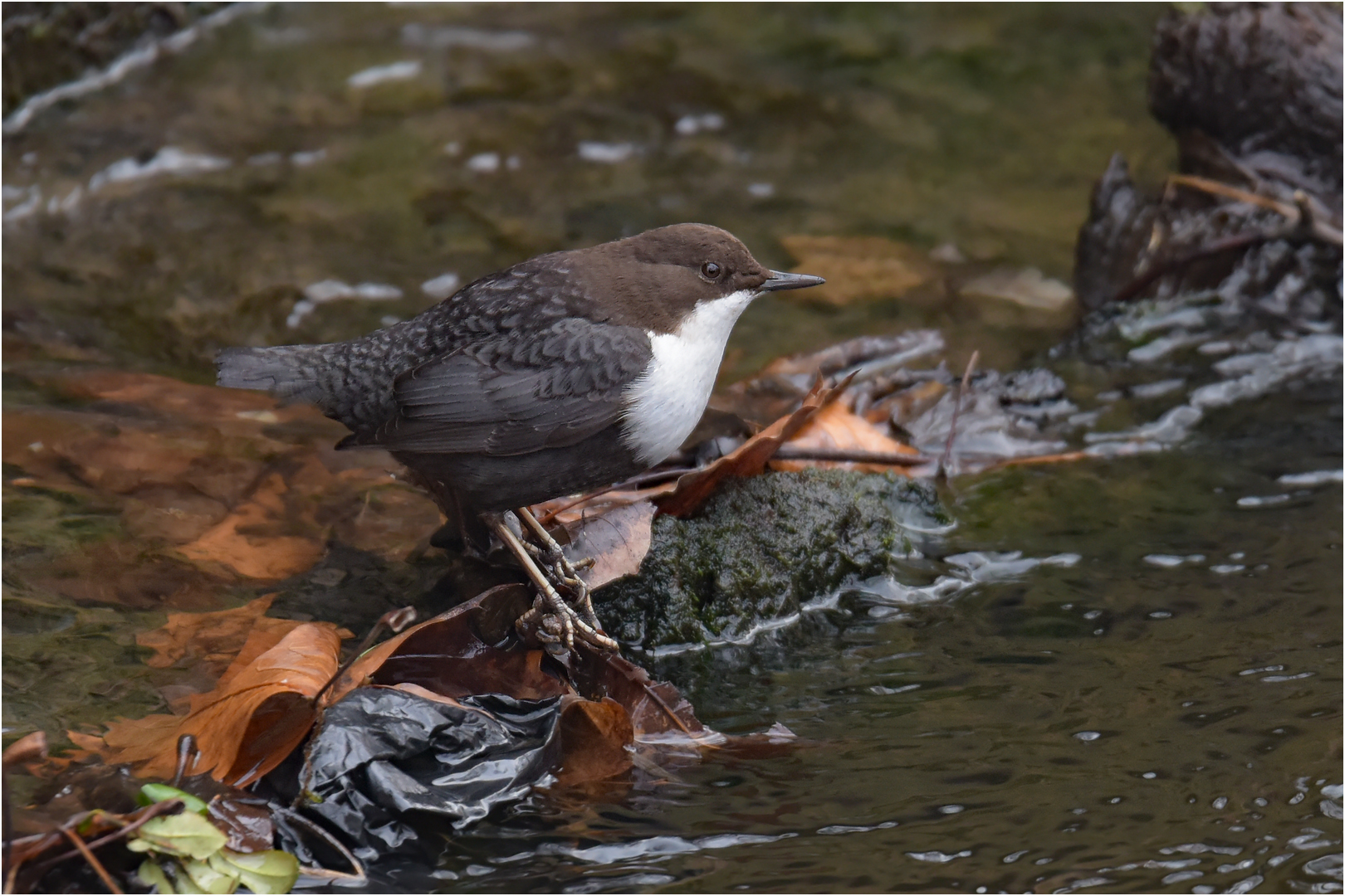 Wasseramsel