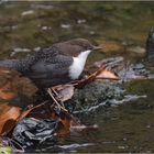 Wasseramsel