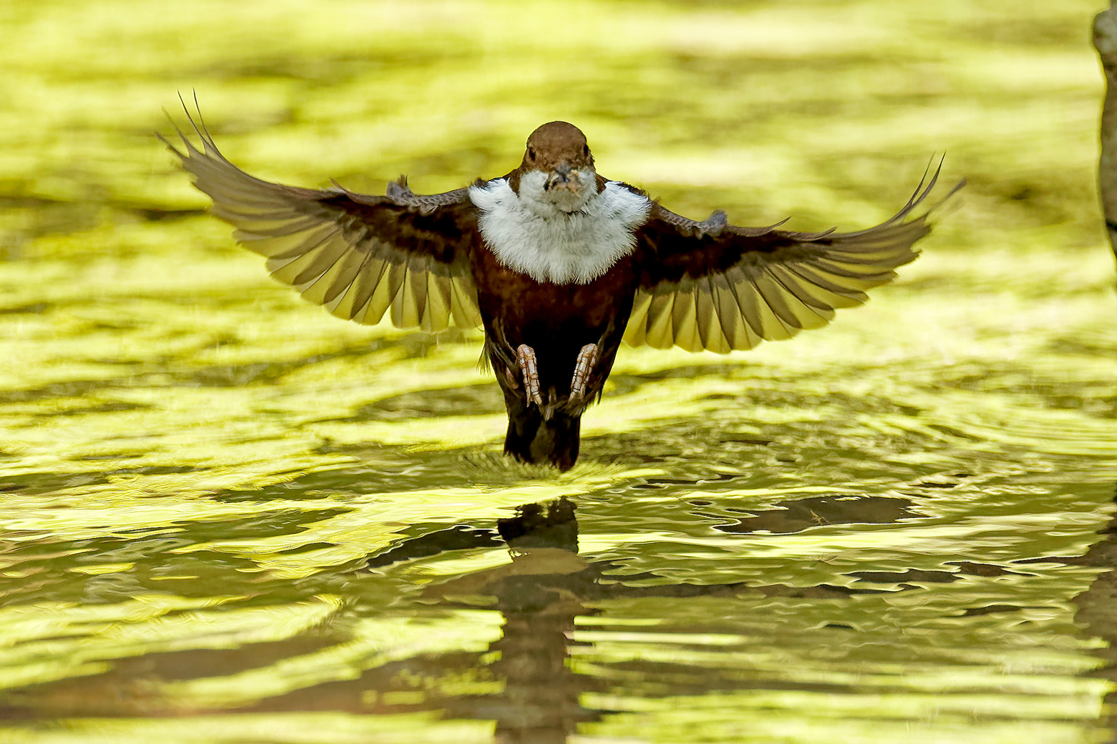 Wasseramsel