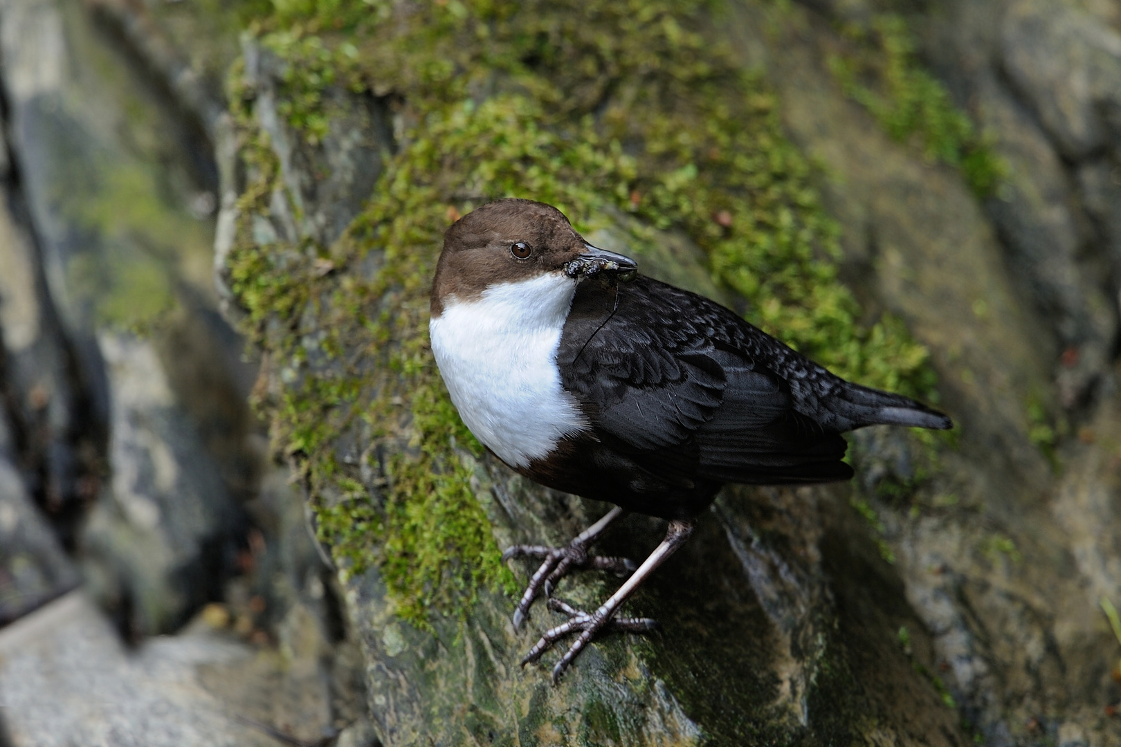 Wasseramsel