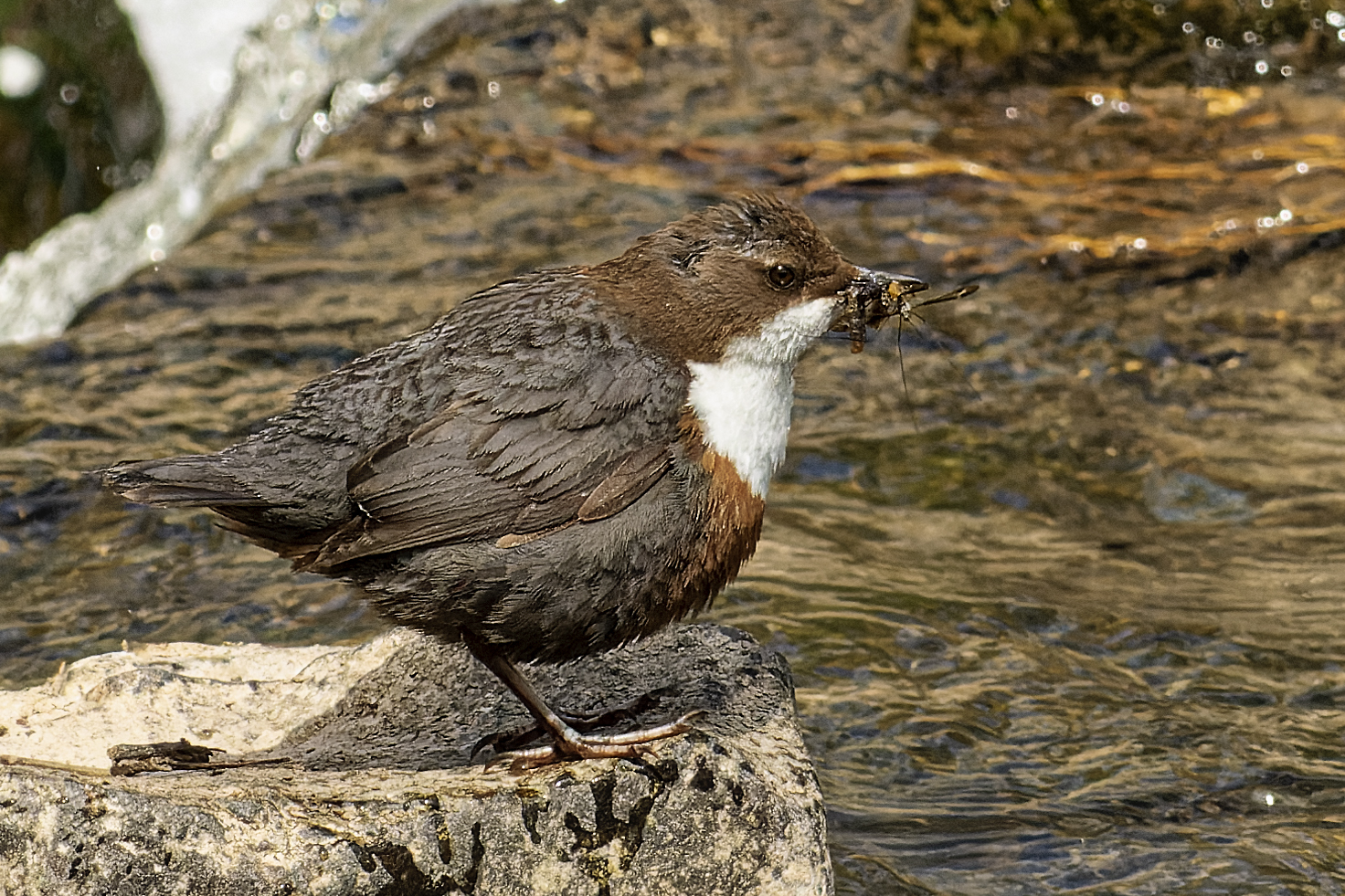 Wasseramsel