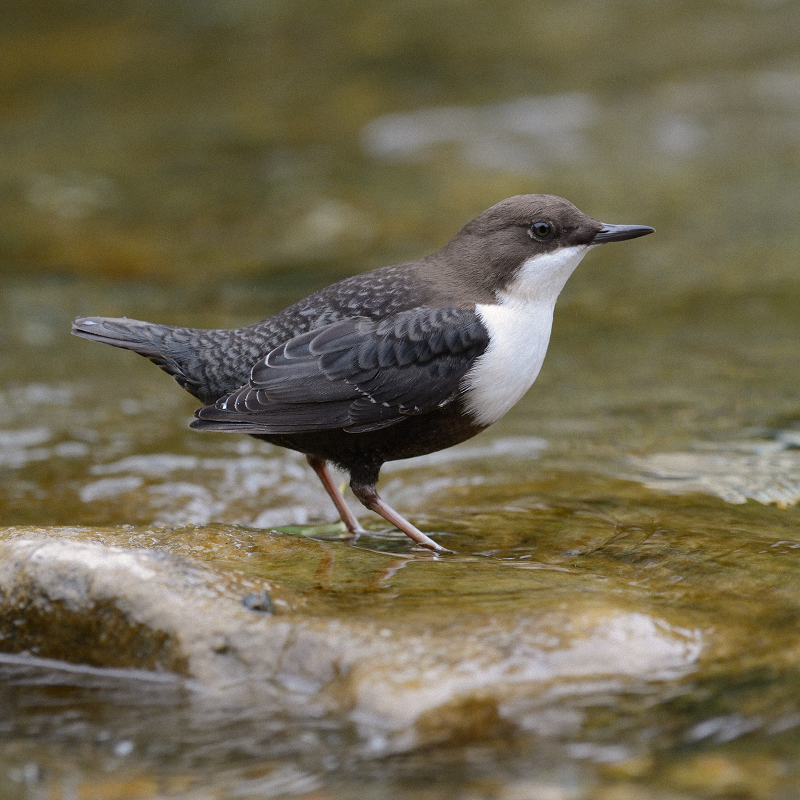 Wasseramsel