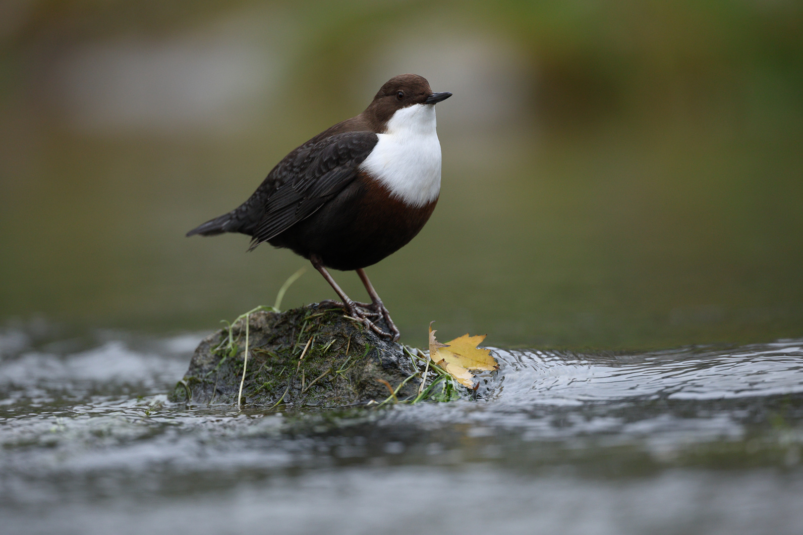 Wasseramsel