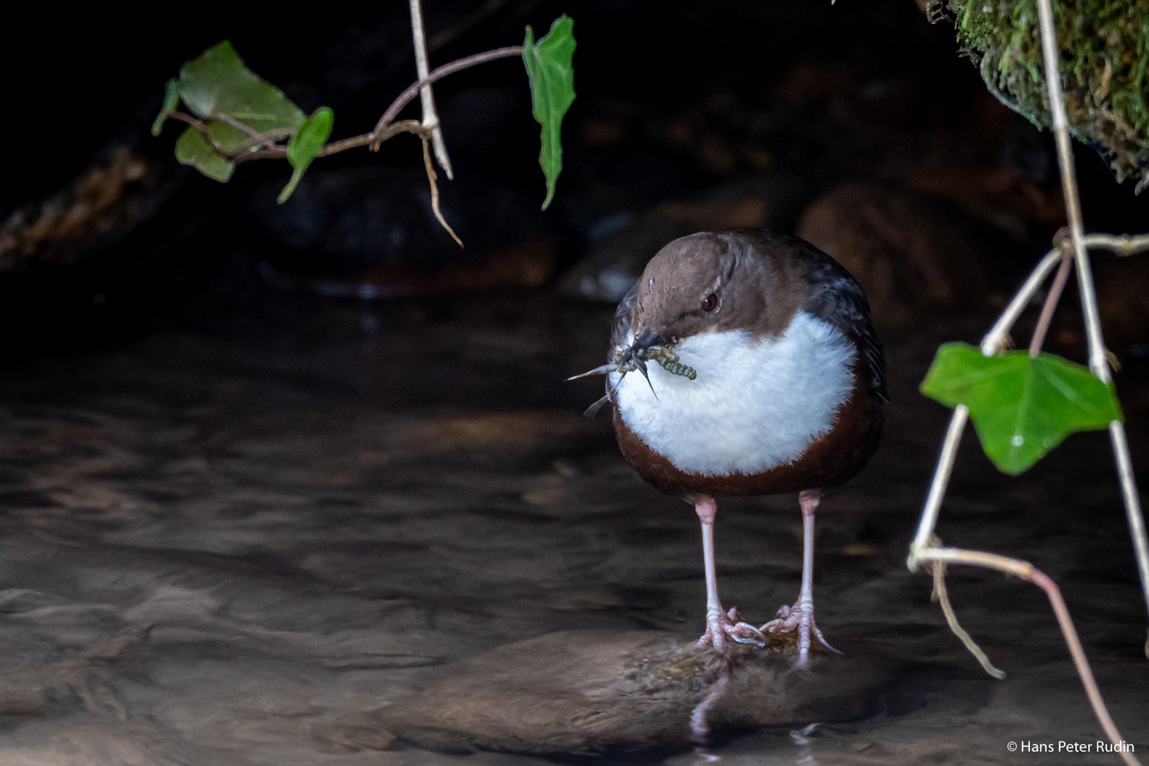 Wasseramsel