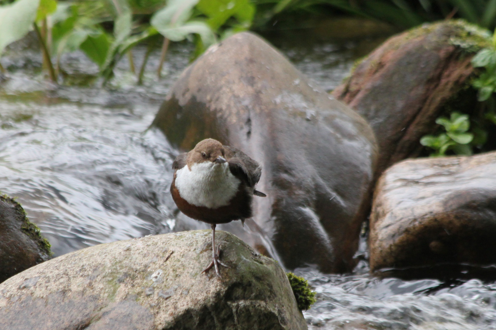 Wasseramsel balanciert