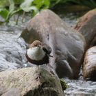 Wasseramsel balanciert