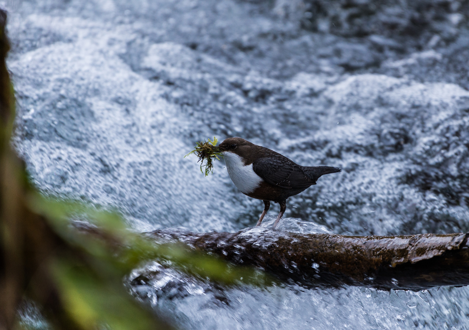 Wasseramsel baut ihr Nest