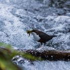 Wasseramsel baut ihr Nest